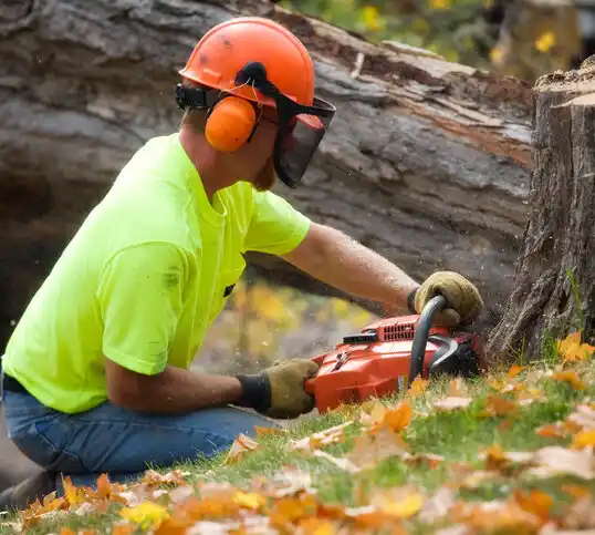 tree services Fort Wright